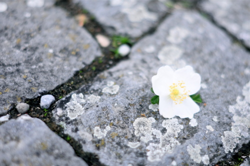 tumblr_m3k9qv88cI1qekl6t