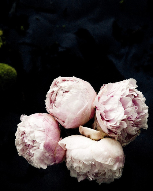 tumblr_lmxxadZDMO1qcirk4o1_500