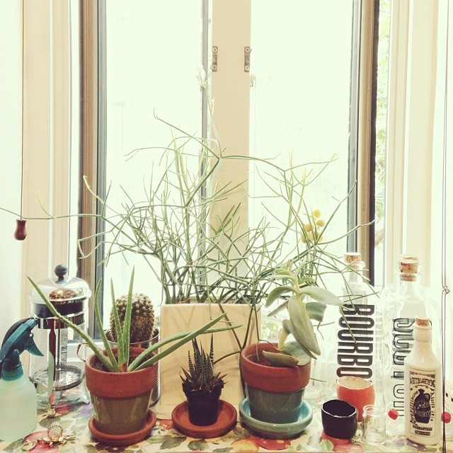 Plantas en la ventana.