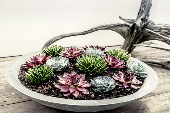 Una jardinera con diferentes tipos de cactus de diferentes colores.